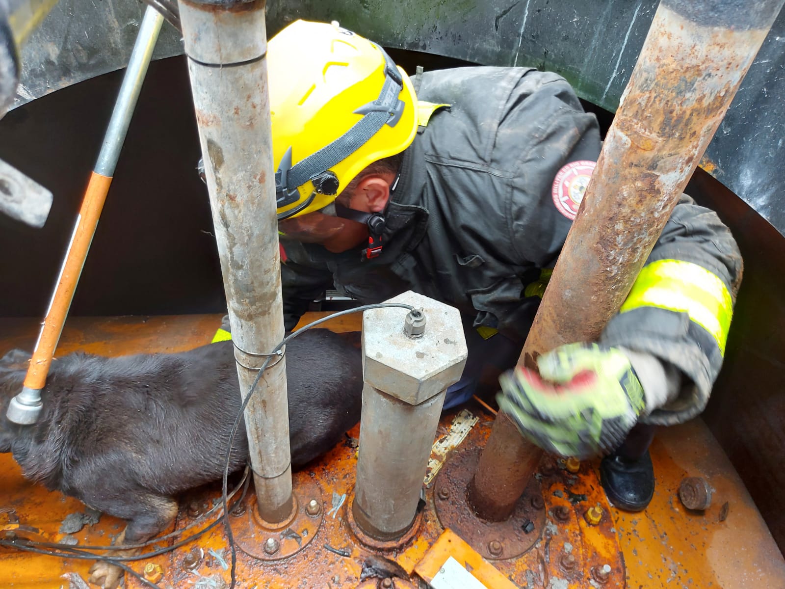 Cachorro é resgatado por bombeiros após cair em local inusitado; veja fotos