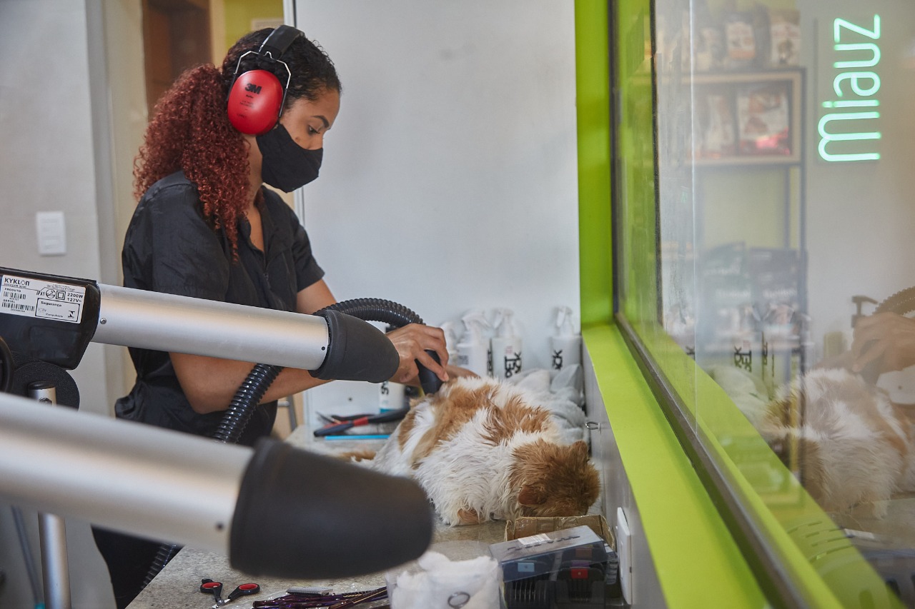Empresa voltada para gatos planeja abrir mais unidades em capitais do Norte e Nordeste