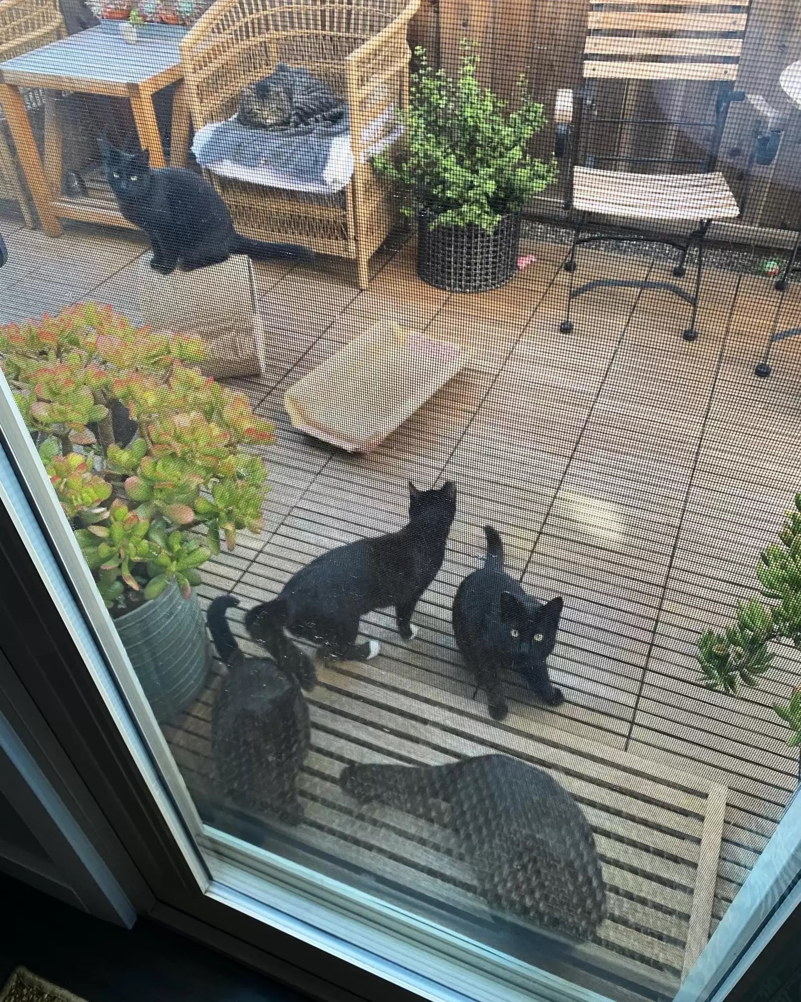 Mulher enfeita jardim e erva atrai todos os gatos da vizinhança; veja fotos