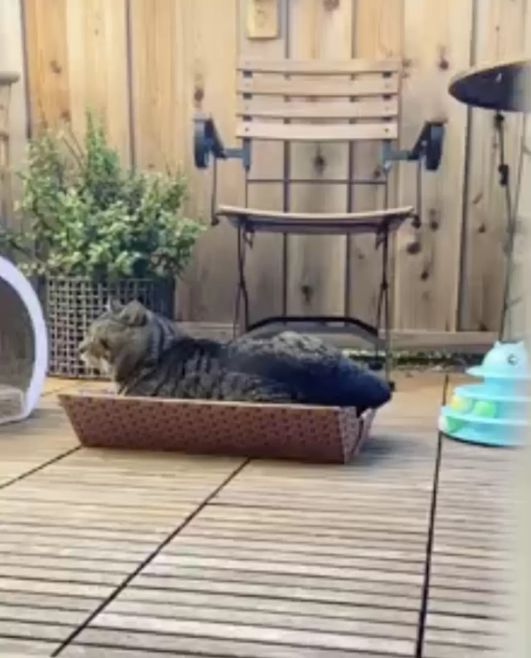 Mulher enfeita jardim e erva atrai todos os gatos da vizinhança