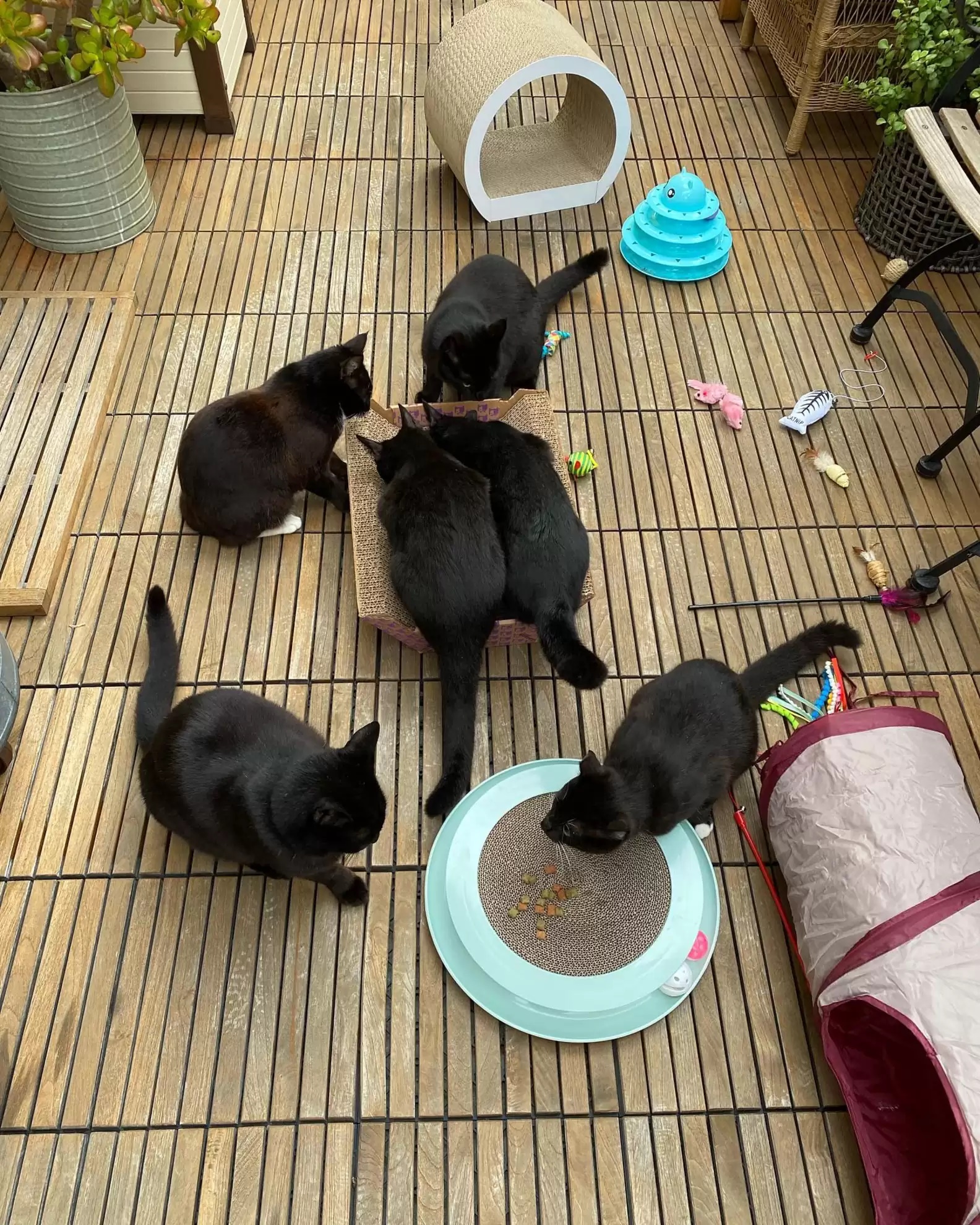 Sem saber, mulher cultiva erva que atrai gatos da vizinhança