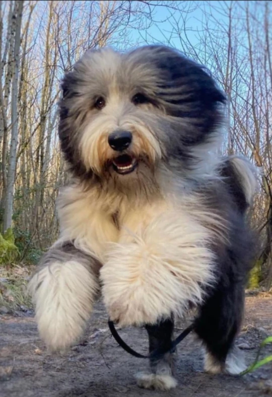 Escritor atribui cura de depressão ao cachorro de estimação: "Meu salva-vidas"