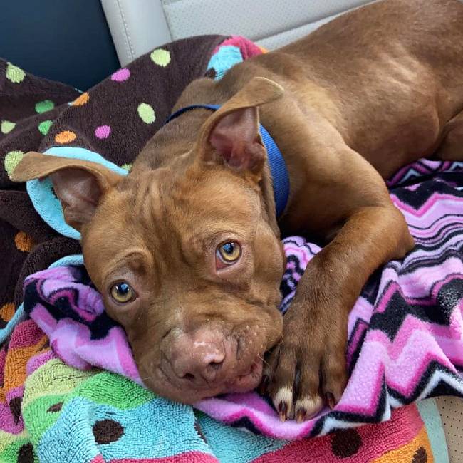 Filhote de pit bull que teve dentes arrancados por motivo chocante ganha segunda chance