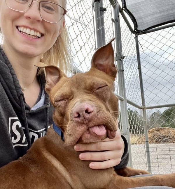 Filhote de pit bull que teve dentes arrancados