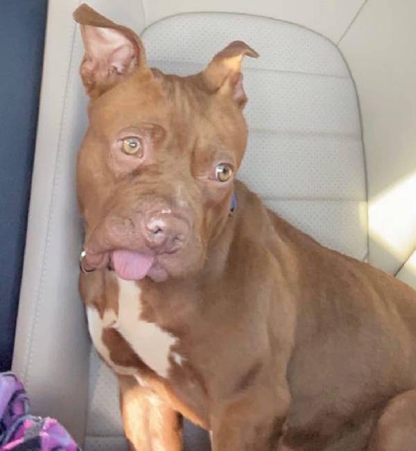Filhote de pit bull que teve dentes arrancados por motivo chocante ganha segunda chance; veja foto