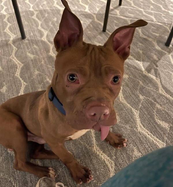 Pit bull que teve dentes arrancados ganha nova família após ser resgatado 