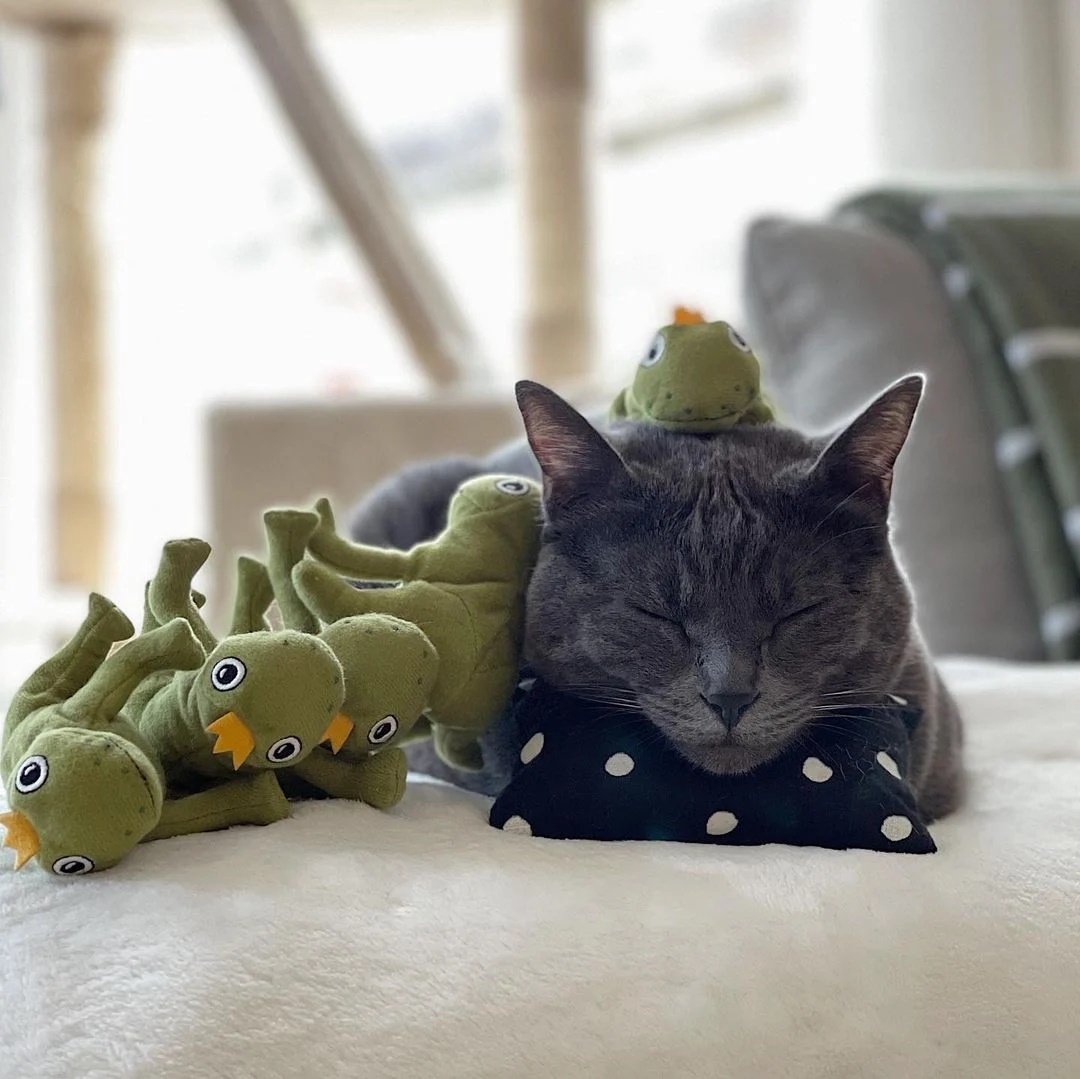 Obcecada por sapo de pelúcia, gata ganha exército de brinquedos de seus pais