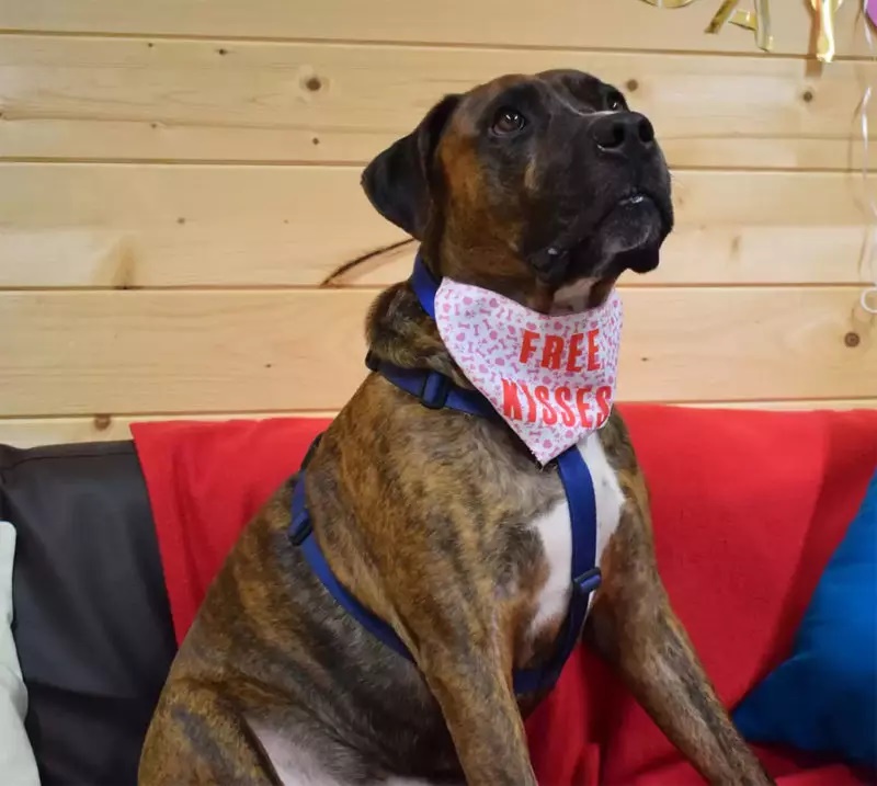 Abrigo faz festa de adoção para cachorro, mas ninguém comparece