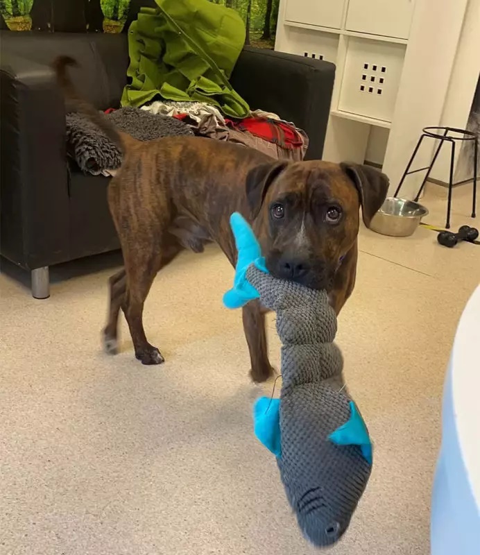 Abrigo faz festa de adoção para cachorro, mas ninguém comparece; veja fotos