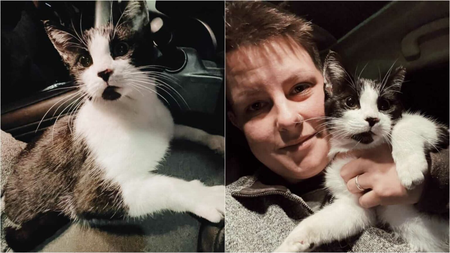 Com surpresa inusitada, gata chama atenção de mulher e faz com que ela a adote; veja fotos