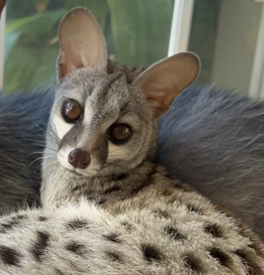 Animal "desconhecido" aparece em vídeo no TikTok e internautas comentam novidade 