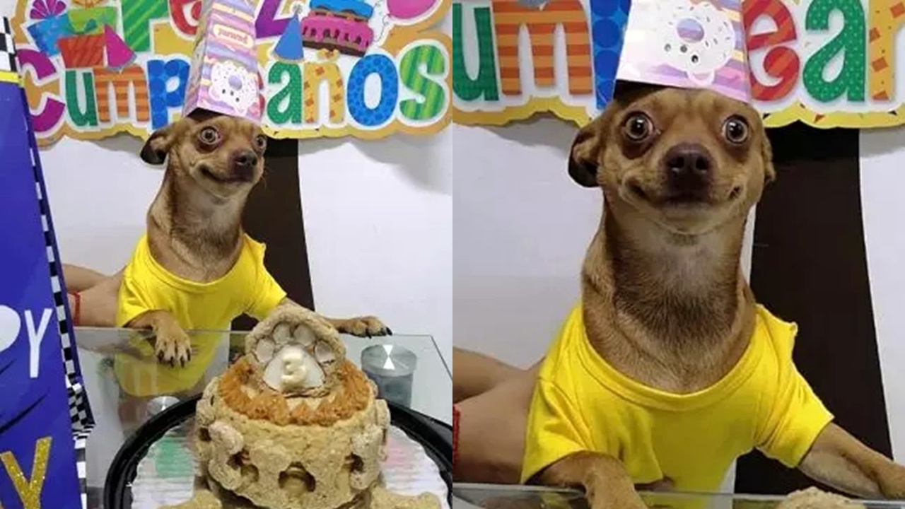 Em festa de aniversário, cachorro demonstra animação e viraliza na web