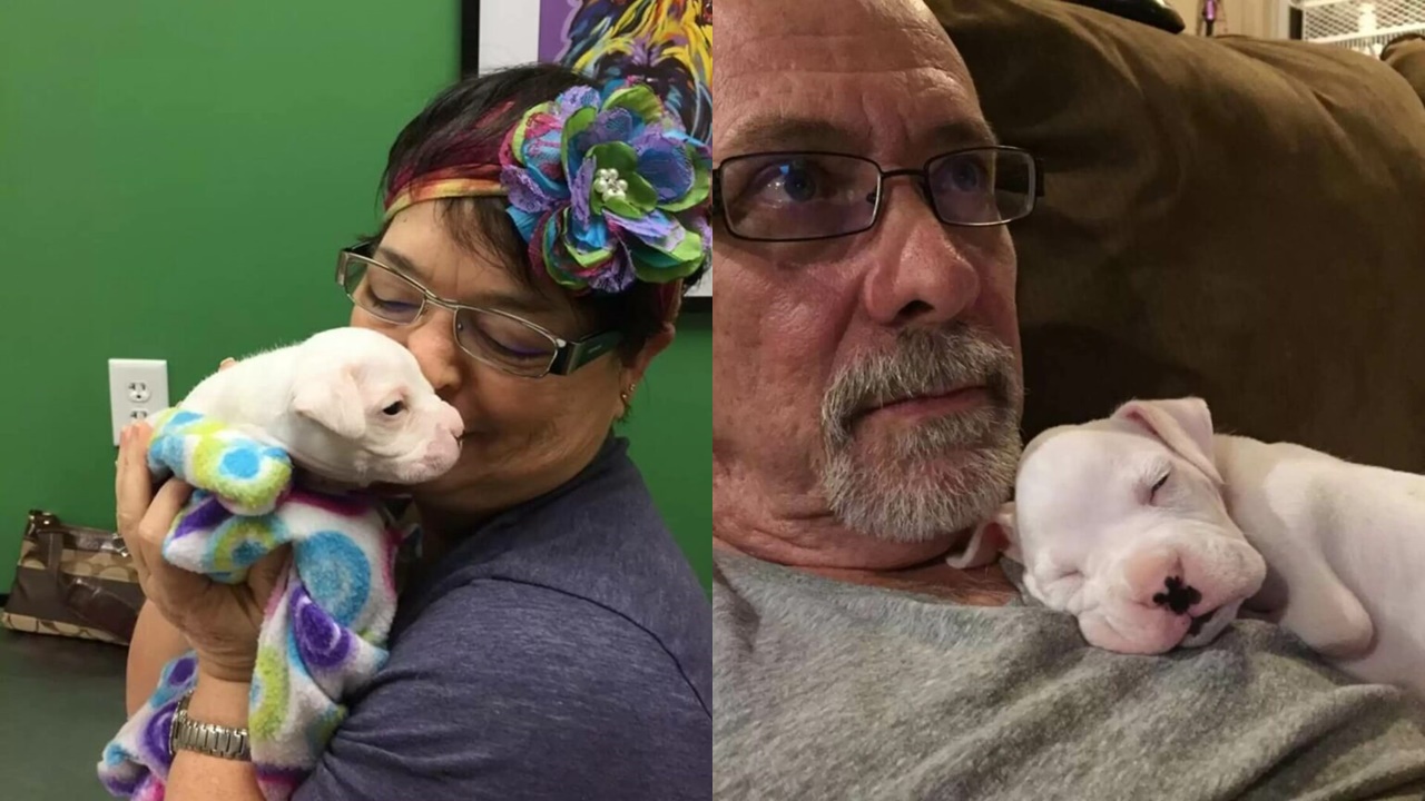 Cachorro seria sacrificado após nascer sem duas patas dianteiras