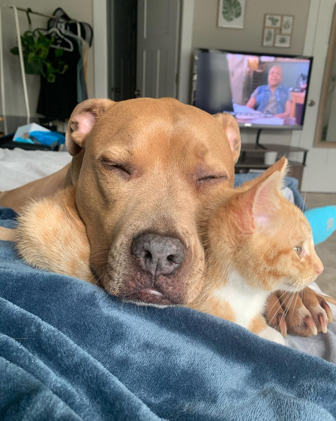 Pit bull se apaixona por gatos e momentos fofos são registrados em página do Instagram