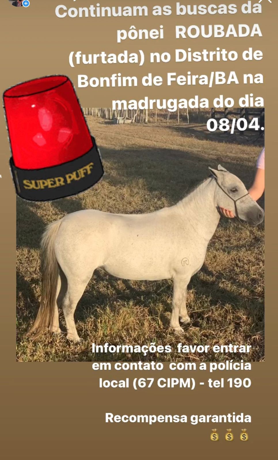 Pônei é furtada em fazenda e criança fica sem a melhor amiga