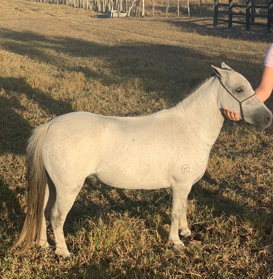 Pônei é furtada em fazenda e criança fica sem a melhor amiga; entenda