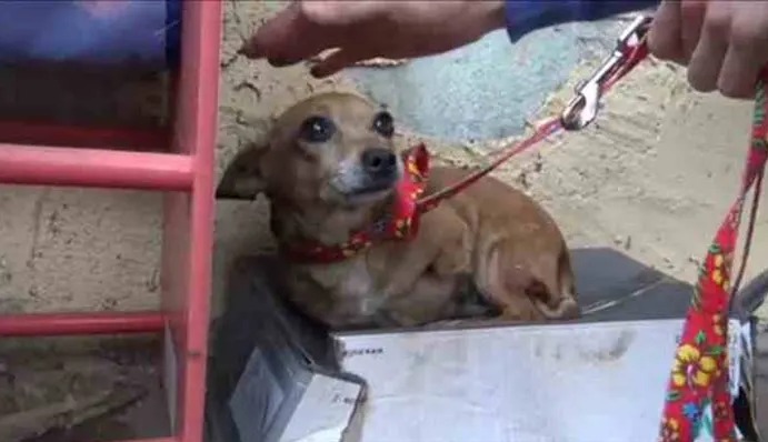 Cadela é abandonada dentro de local inusitado