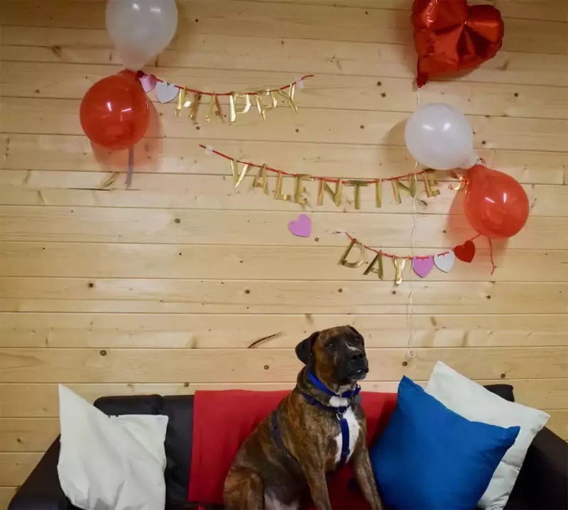 No Dia dos Namorados, abrigo faz festa de adoção para cãozinho tímido 