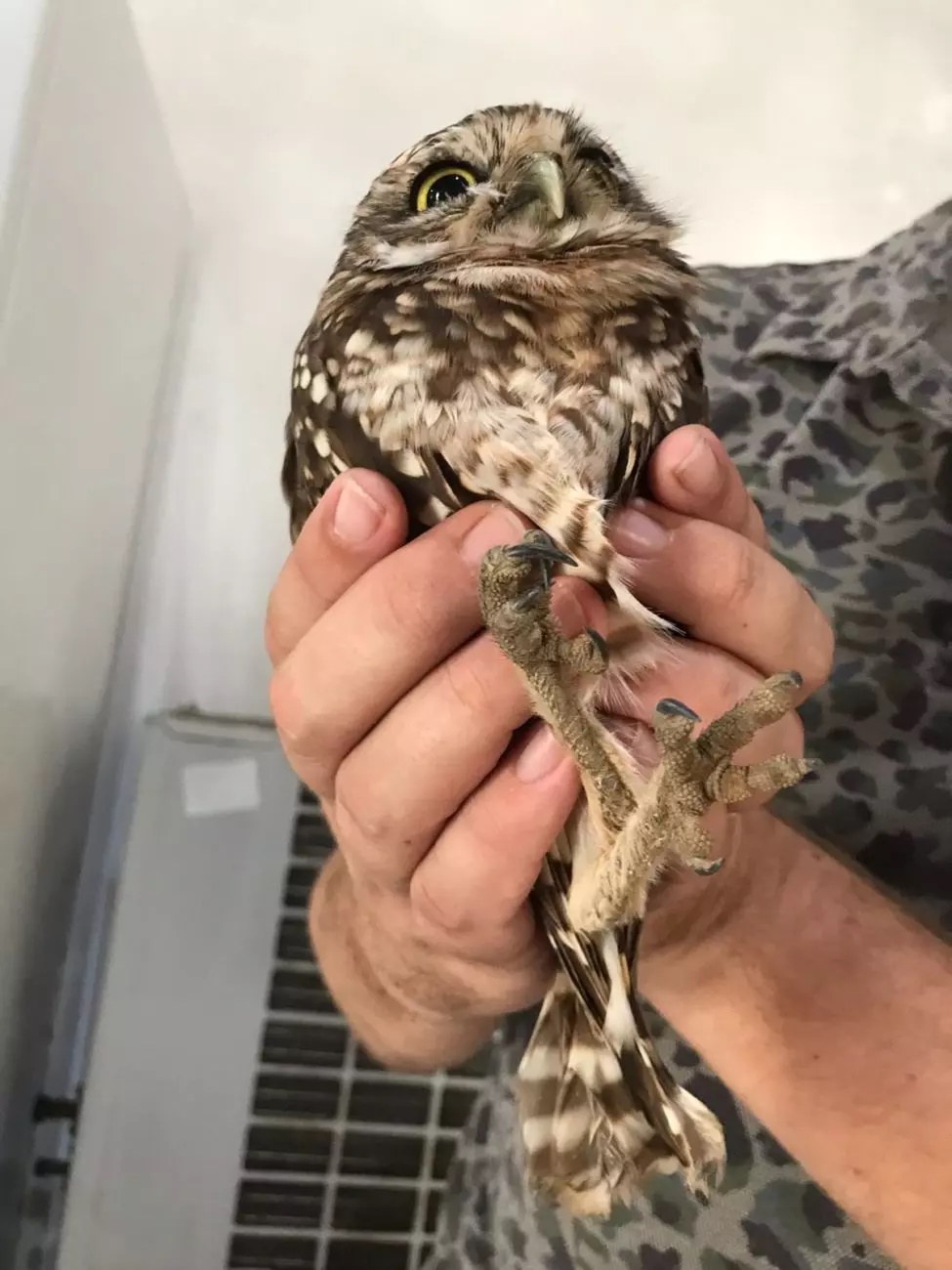 Coruja dá rolé em banco e recebe ajuda para encontrar caminho de casa