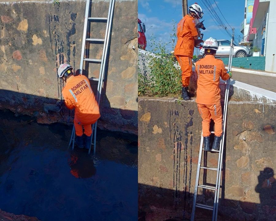 Cachorro cai em canal de esgoto na Bahia e fica em apuros; saiba desfecho