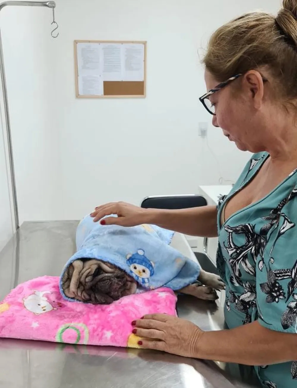 Cachorro morre após ser esquecido no carro de creche: "Foi literalmente cozinhado"