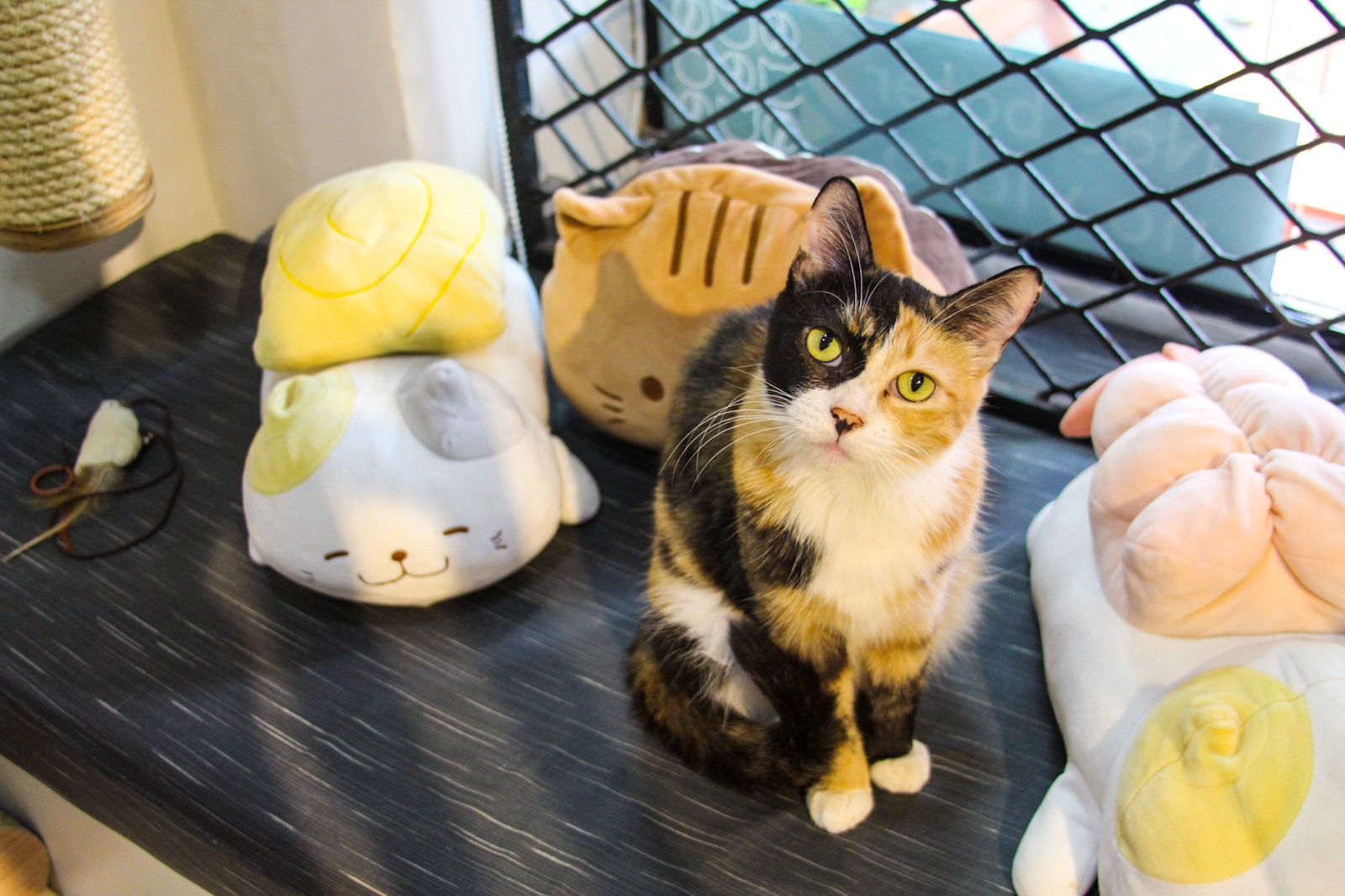 Café e gato? Entenda como essa junção tem agradado público de Salvador 