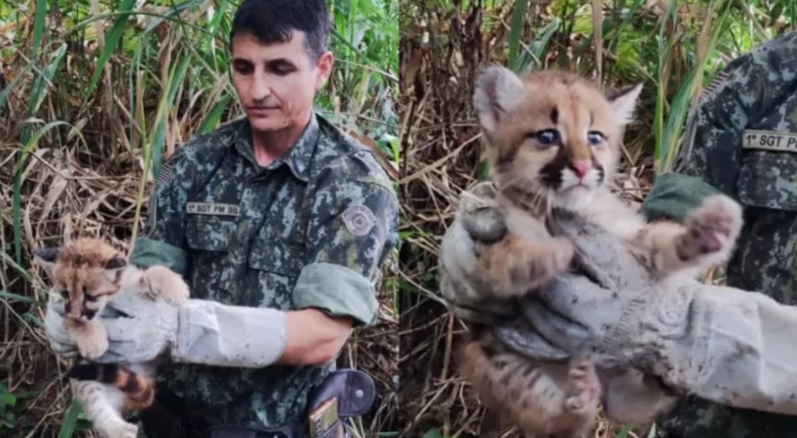 Divulgação Polícia Ambiental/SP