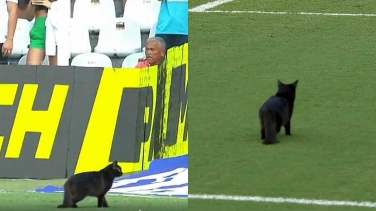 Gato preto invade gramado da Vila Belmiro em Santos x Atlético-MG - ESPN