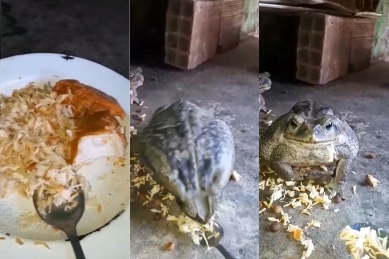 Inusitado? Vigilante cria nove sapos como animais de estimação e justifica adoção; saiba motivo