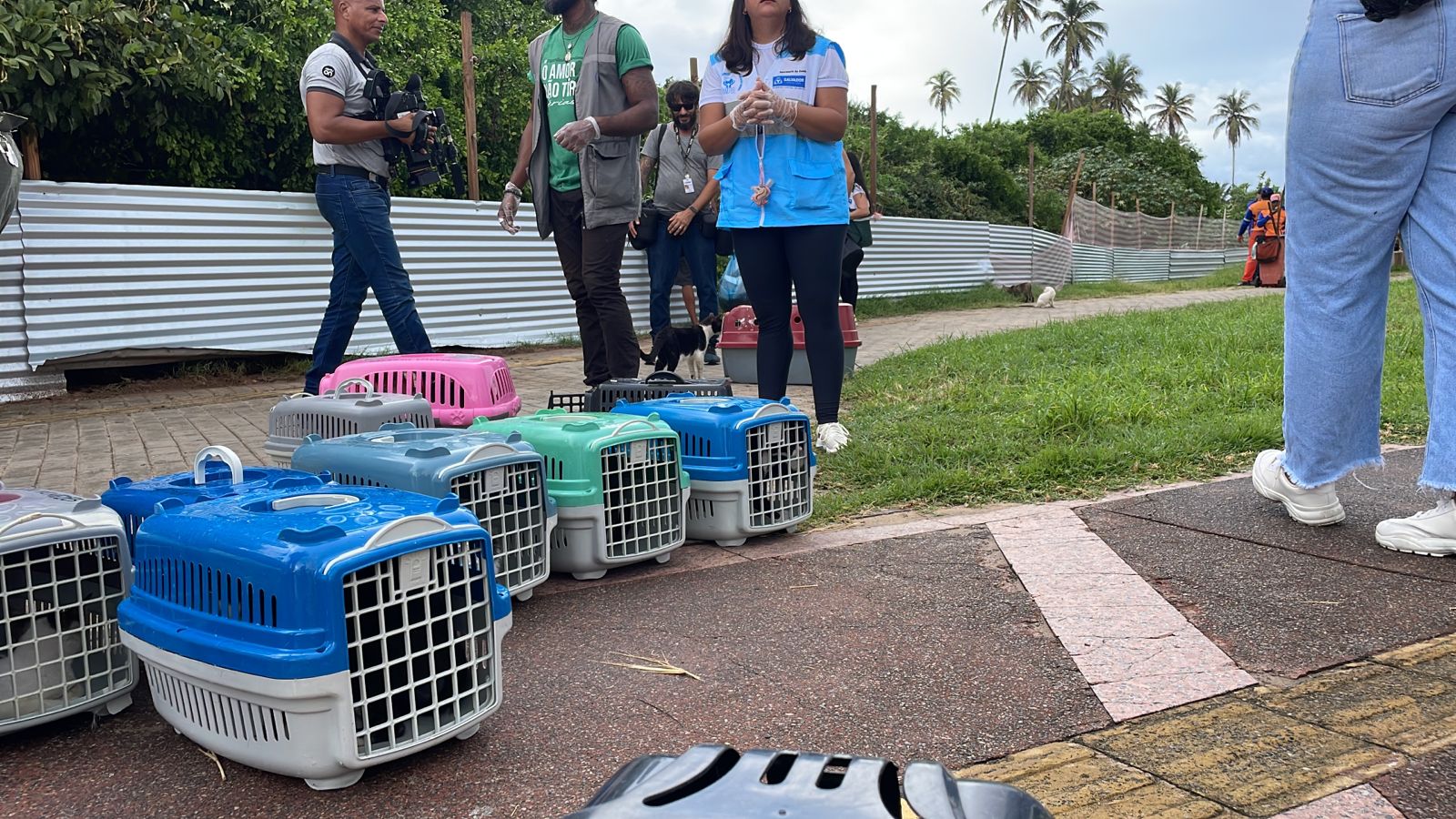 Gatos estão sendo levados para ONG Doce Lar