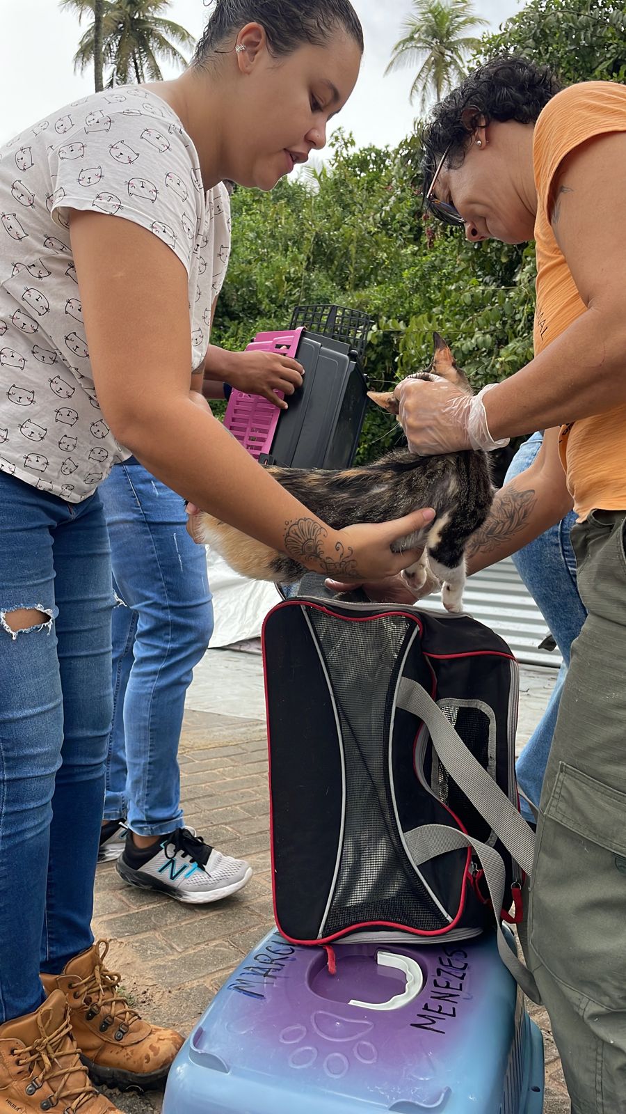 Ação de realocação dos gatos abandonados começa 