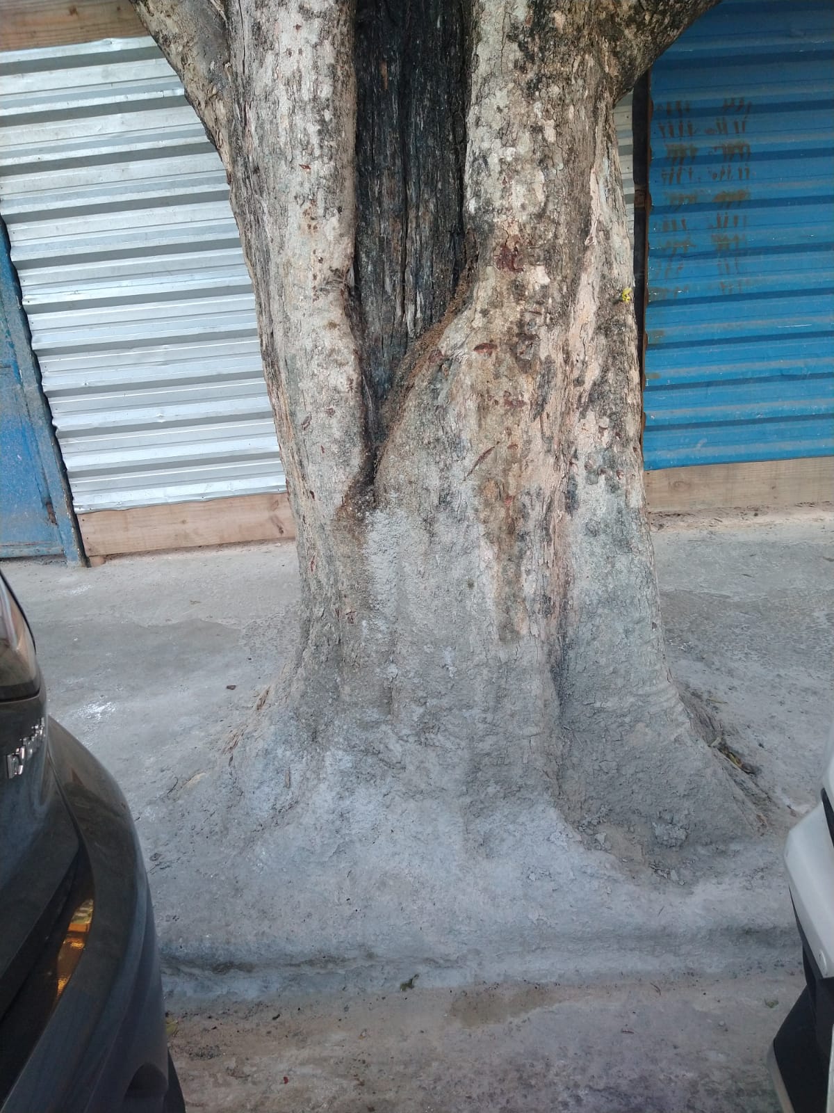 Árvore concretada no bairro da Graça