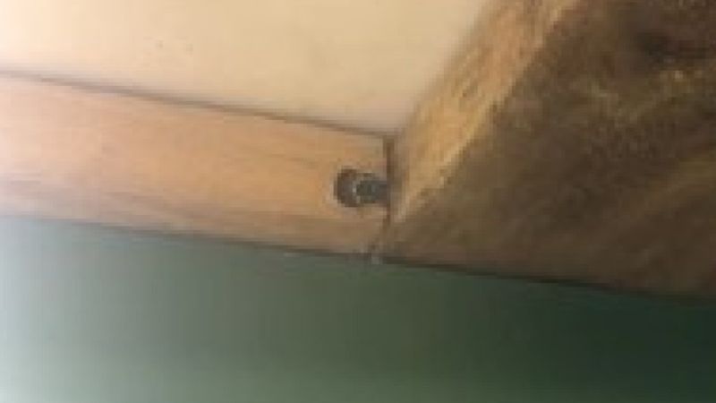 Reprodução CBC News