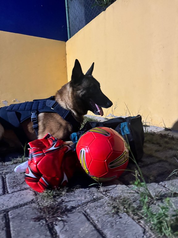 Cão policial da PRF 'Messi' K9 - Divulgação/PRF