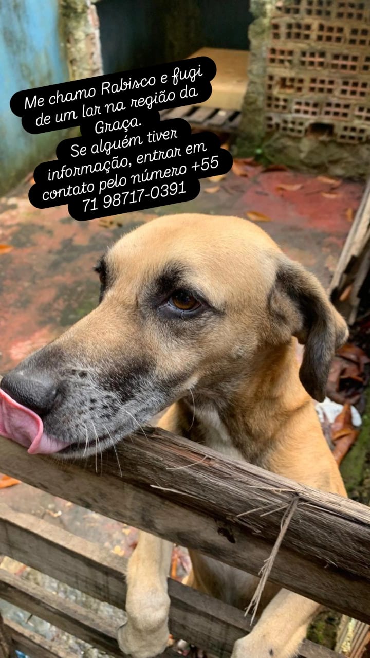 pet