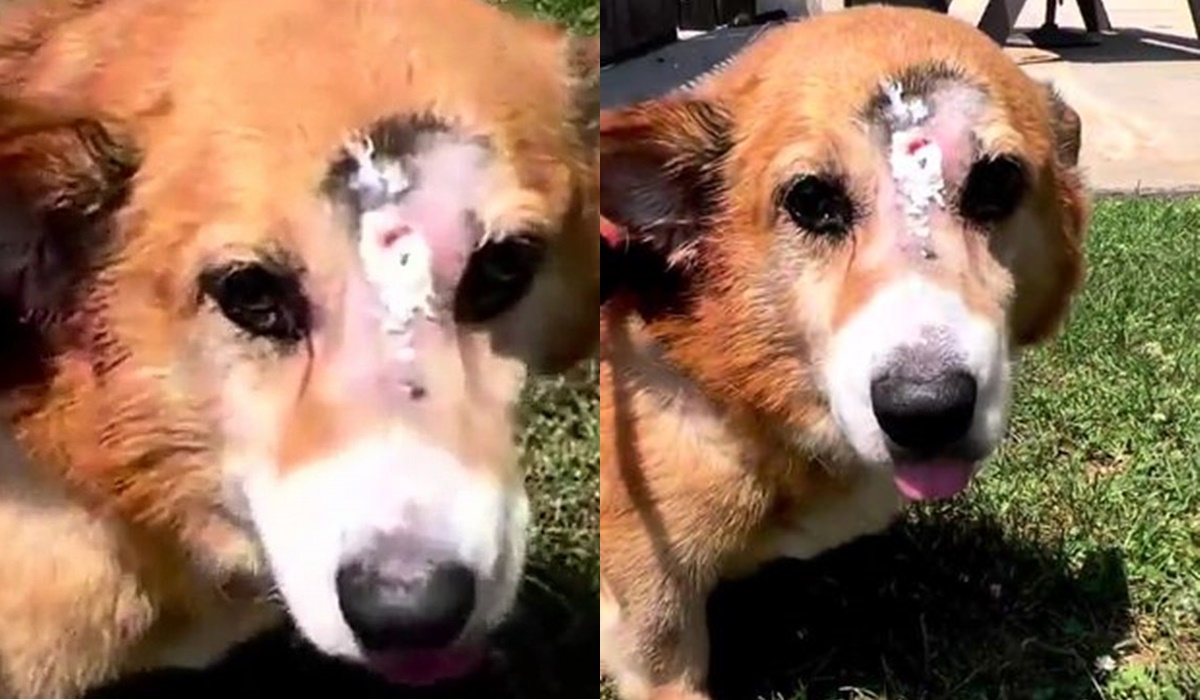 Milagre? Cachorro tem recuperação inesperada após levar tiro na cabeça