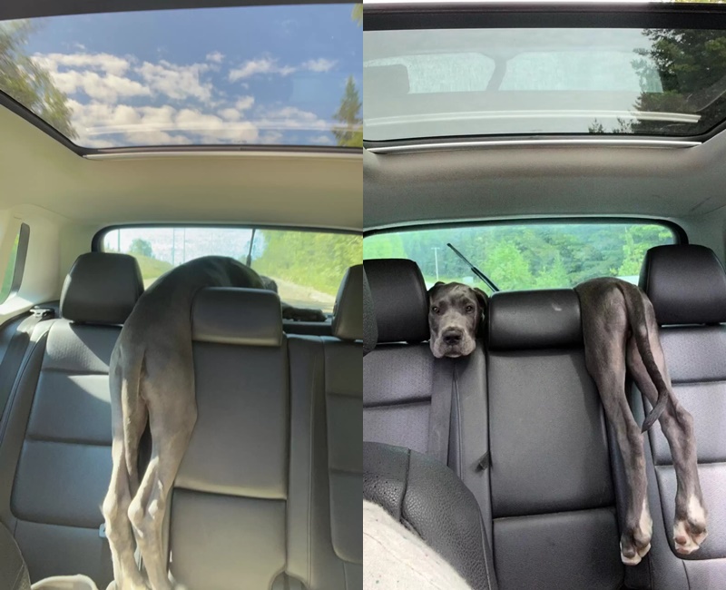 Tutora fica chocada após se deparar com cena de cachorro em carro