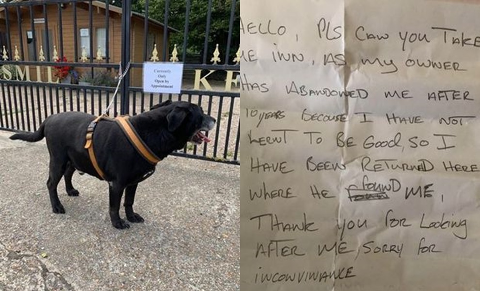 Cachorro idoso volta a abrigo após 10 anos porque "não aprendeu a ser bom"; confira desfecho