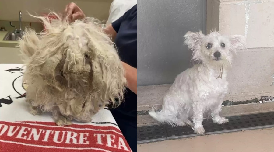 Cachorro passa por transformação após ficar irreconhecível nas ruas; veja fotos