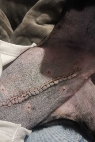 Especialistas se surpreendem ao descobrir que cadela "anoréxica" estava com barriga cheia