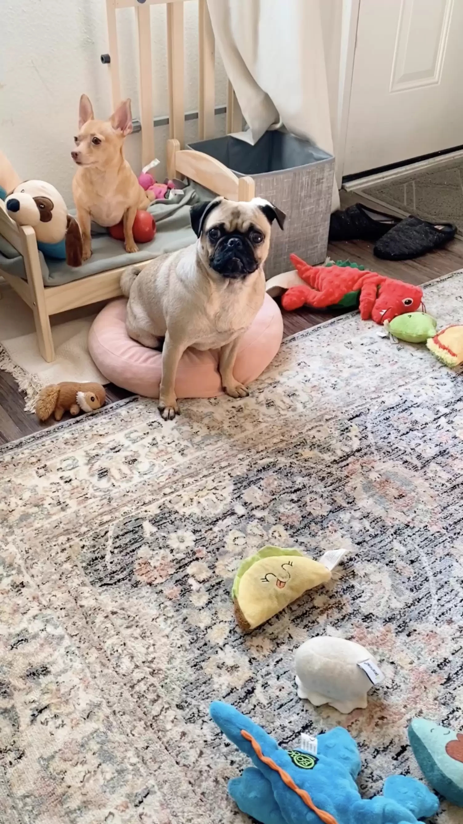 Cadela finge ser cega, tutora a leva ao veterinário e especialista descobre motivo da atuação; veja fotos 