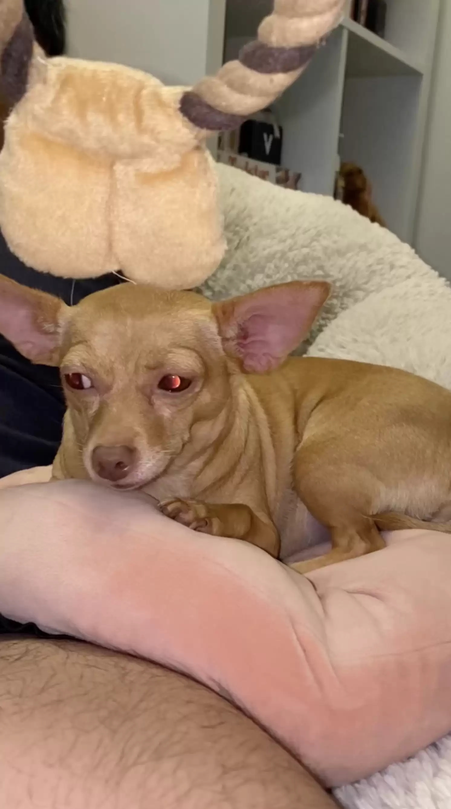 Cadela finge ser cega, tutora a leva ao veterinário e especialista descobre motivo da atuação