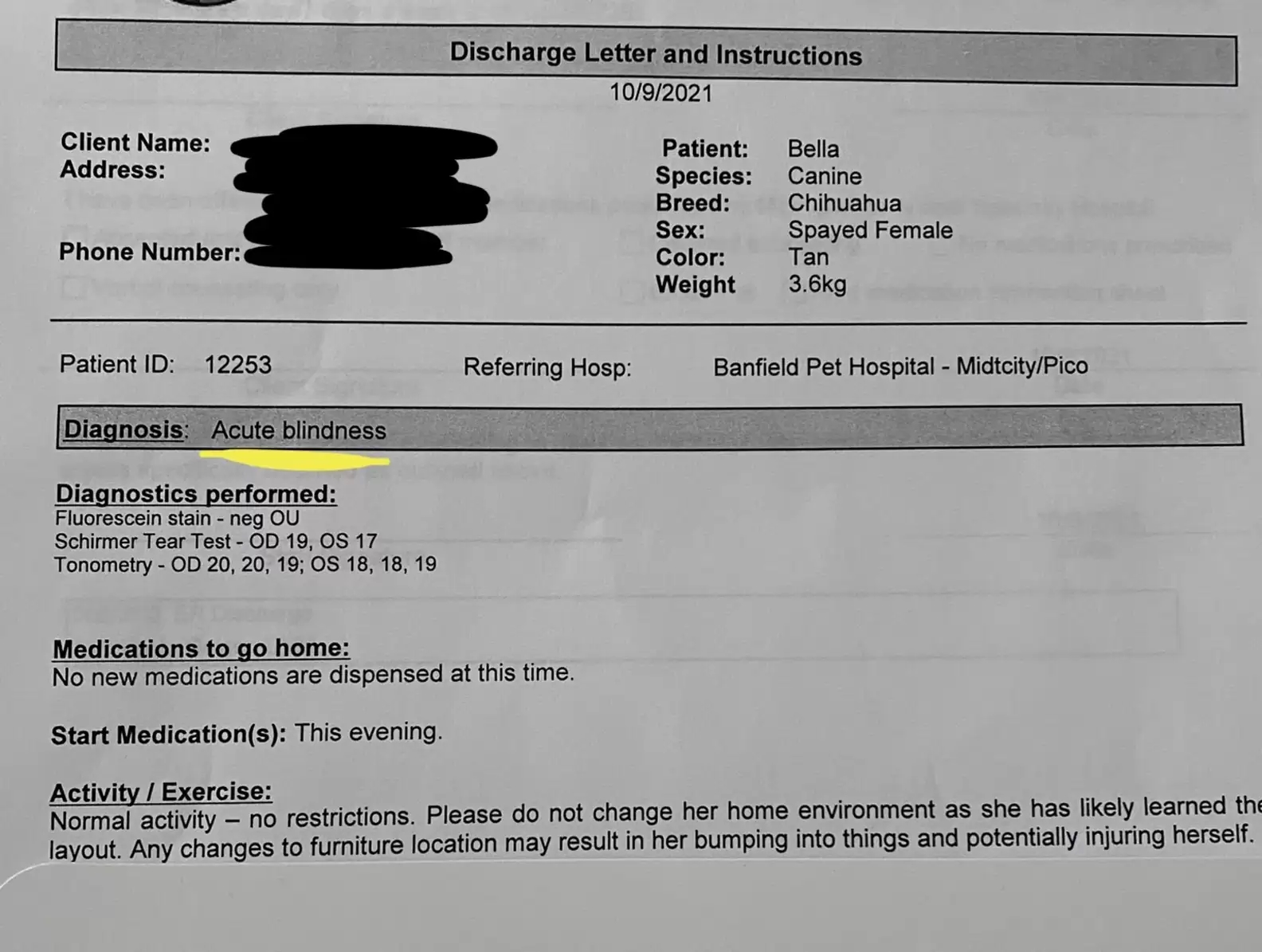 Cadela finge ser cega para não ter que interagir com irmã canina