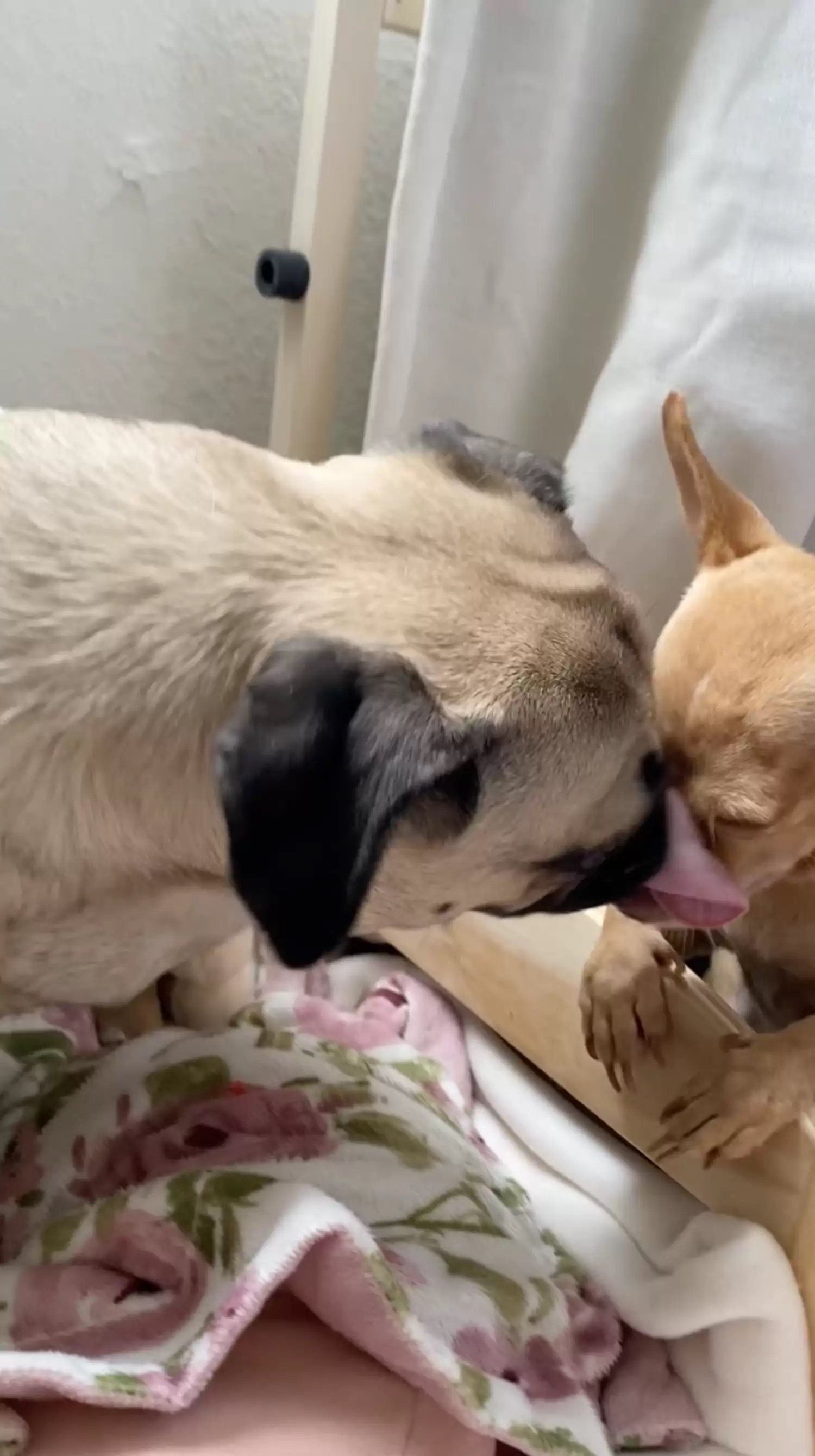 Cadela finge ser cega