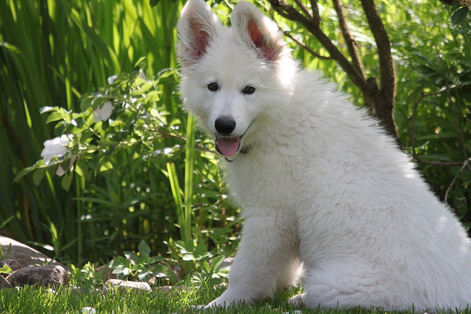 Cão Pastor Suíço Branco
