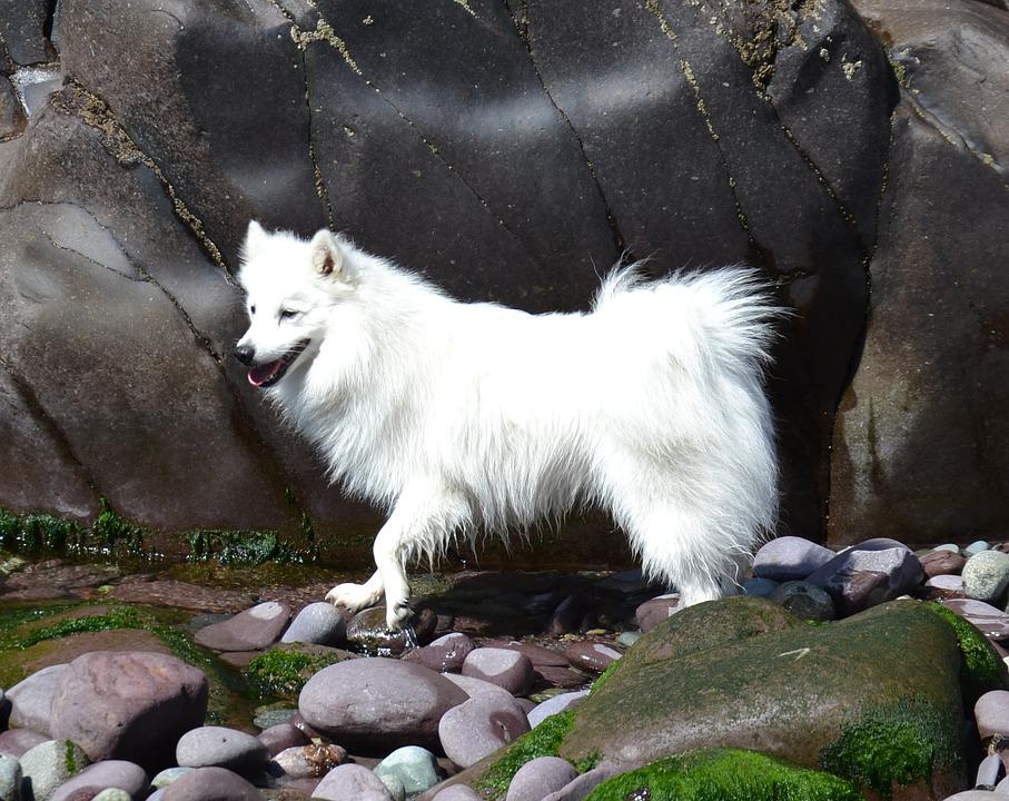 Spitz Japonês