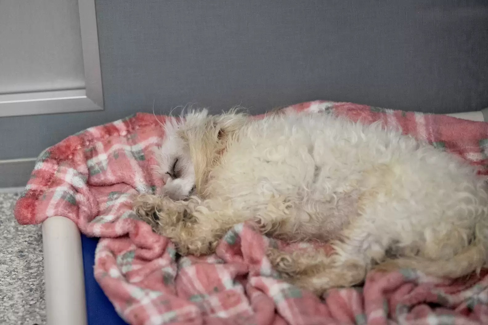 Cães de abrigo reagem ao verem cobertores pela primeira vez