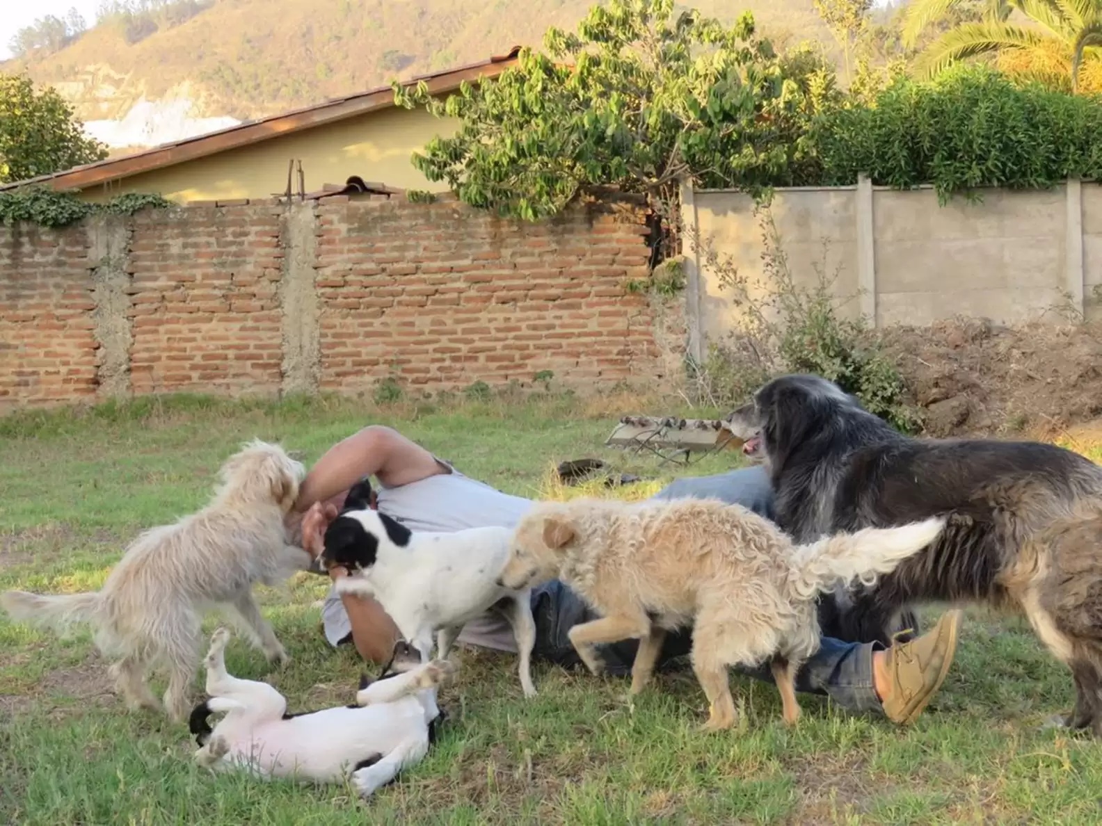 Família presenteia pai com camisa que relembra cães de estimação e ele reage; assista