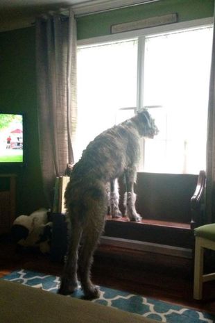 Cão comprido e com aparência humana deixa internautas intrigados