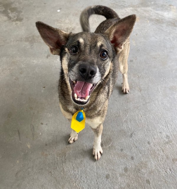 Cão que foi obrigado a cheirar droga é desprezado em instituto e causa revolta em fila de adoção 